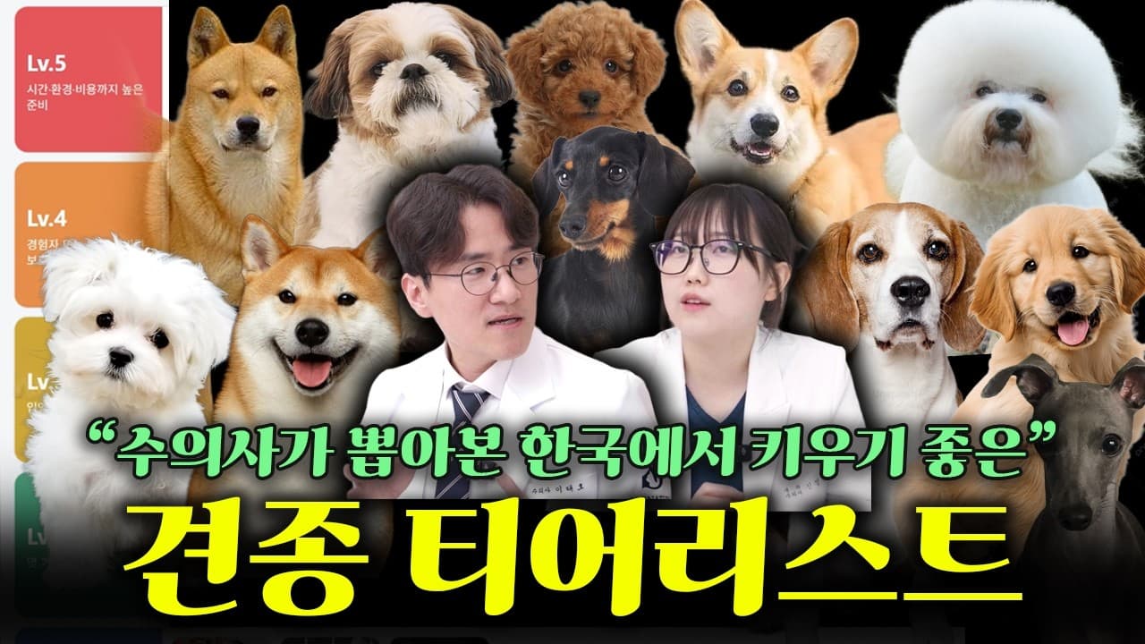 천사견 시츄, 아파도 티 안 내서 병 키운다
