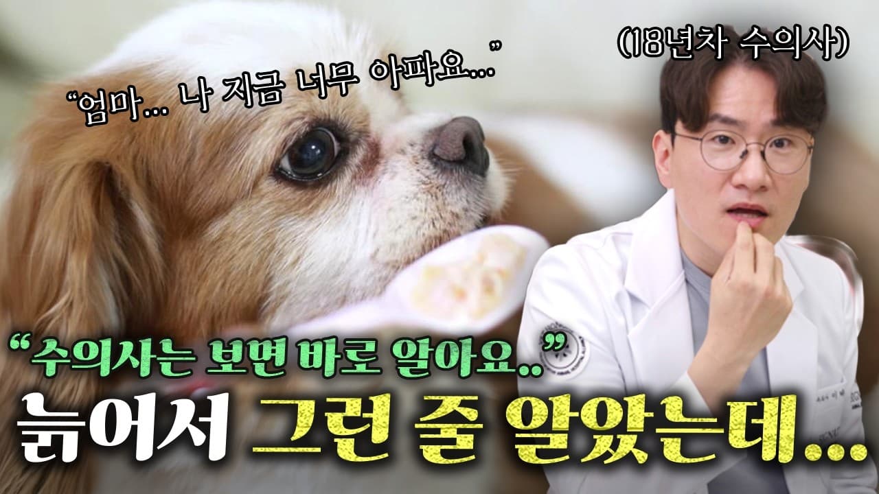 잠 많아진 노령견, 단순한 노화가 아닐 수 있다. 나이 든 강아지가 예전보다 잠을 많이 자고 산책을 피한다.