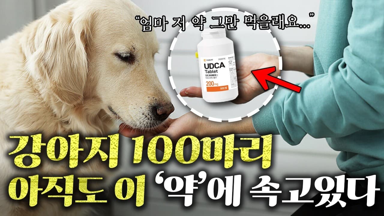 강아지 담낭에 낀 찌꺼기, 무조건 수술해야 하나