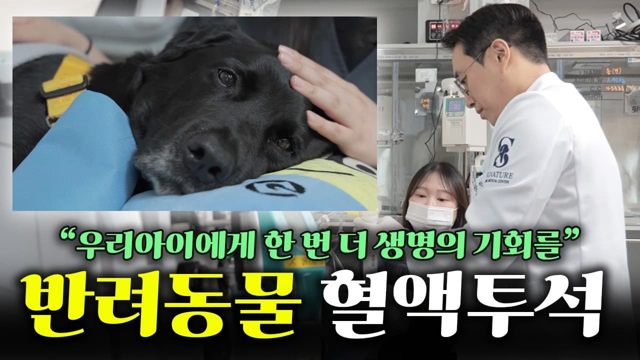 강아지 급성 신부전, 투석은 평생 해야 하는 걸까 영상 썸네일