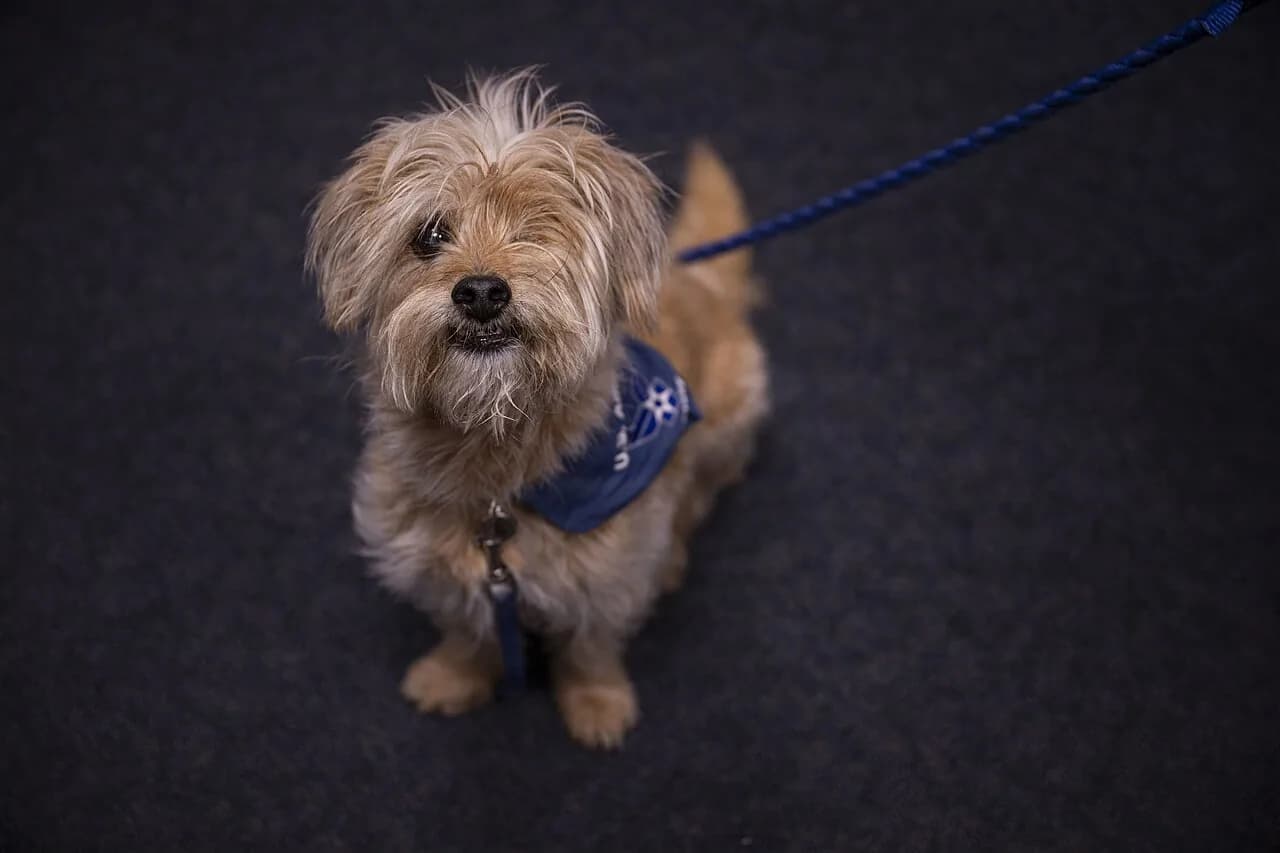 Airman's Best Friend (9903236)