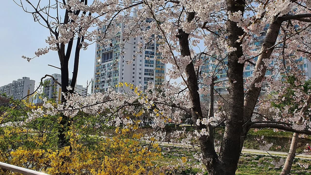 Cherry Blossoms, Forsythia koreana and the first high-rise apartment building in South Korea