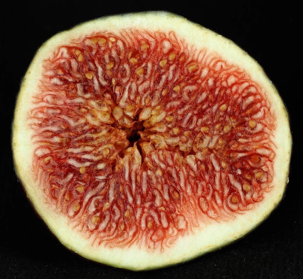 Cut Fig 01