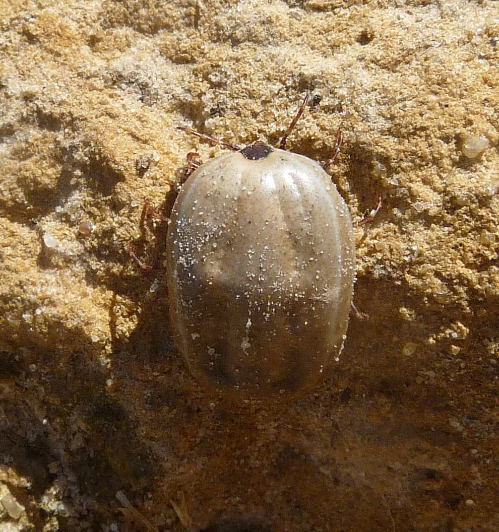 Brown Dog Tick. Rhipicephalus sanguineus - Flickr - gailhampshire