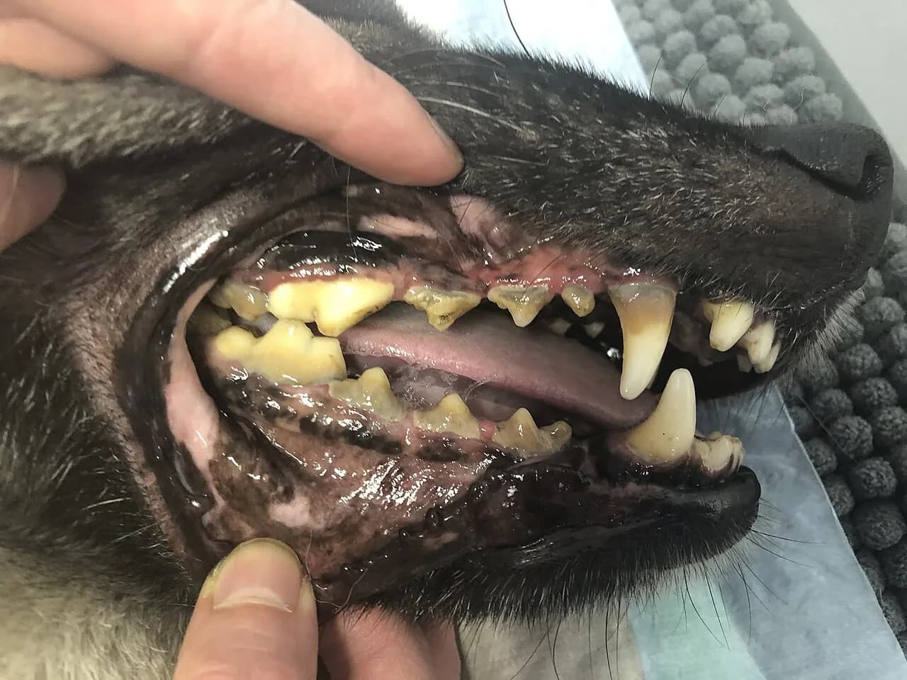 Canine periodontal disease - dental calculus and gingivitis
