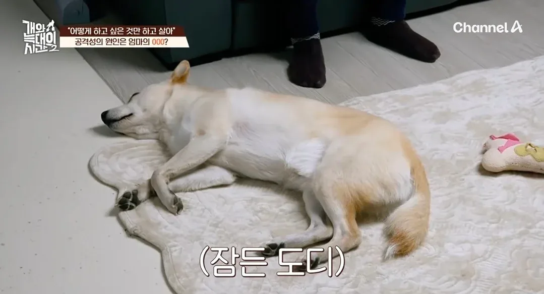 개늑시에 나오는 문제견 견주 특징.jpg