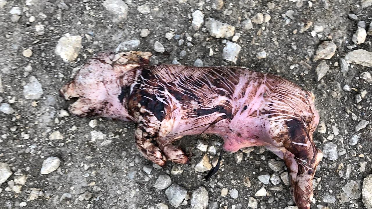 Dead piglet Iowa Select Farms 2020 3