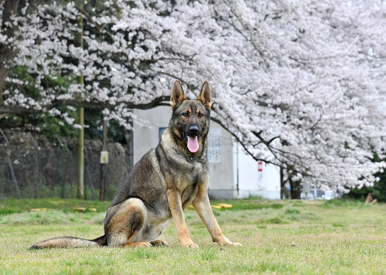 JMSDF Military working dog 「Kouki」